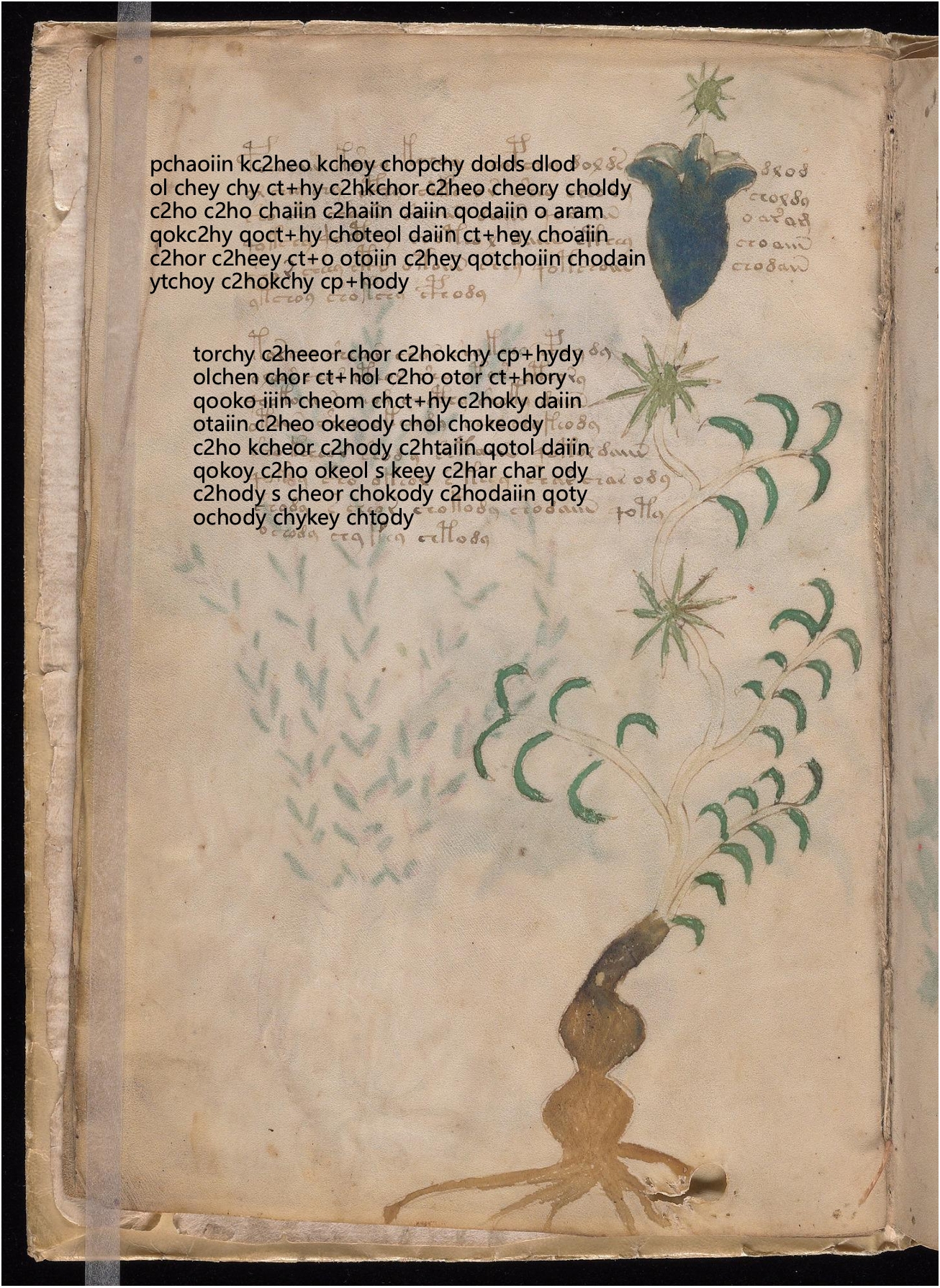 Folio 4v glyph overlay on parchment